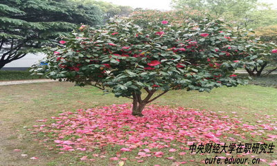 中財(cái)在職研究生攻讀方式有哪些？