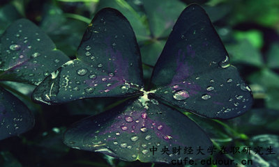 中央財(cái)經(jīng)在職研究生怎么報(bào)名？